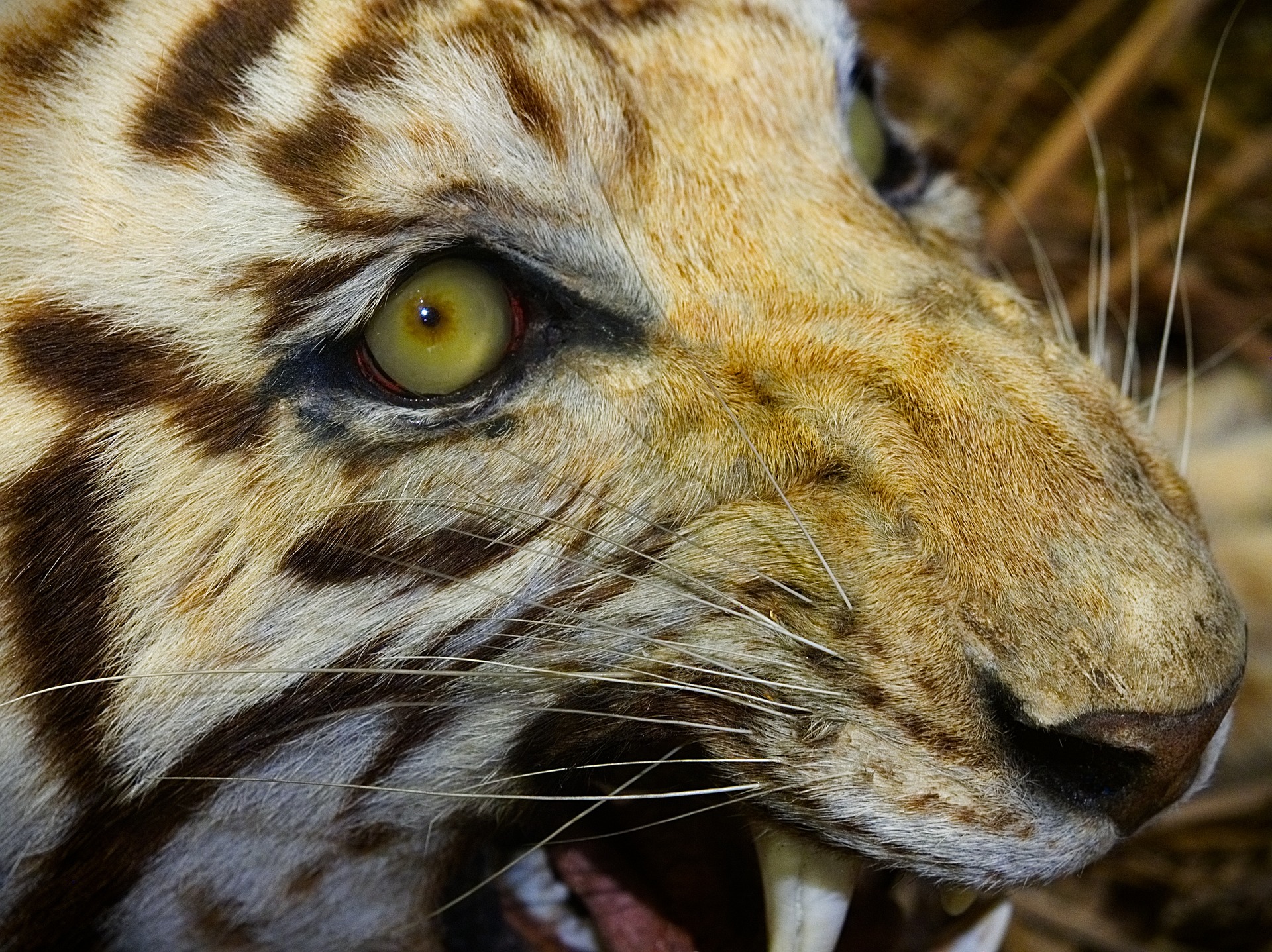 Vue rapprochée d'un tigre en taxidermie